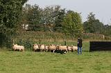 BORDER COLLIE - MOUTONS 009